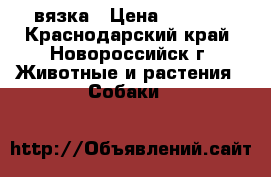 вязка › Цена ­ 1 500 - Краснодарский край, Новороссийск г. Животные и растения » Собаки   